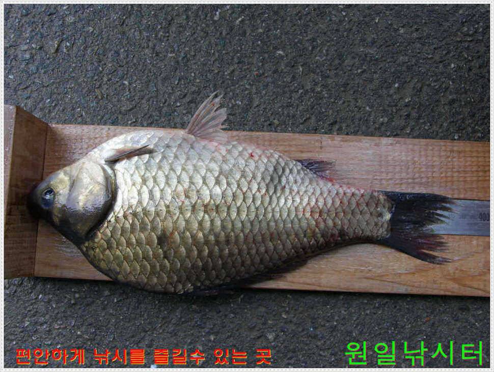 35Cm포함 다수 월척 (유료터정보 - 유료터점주조황)