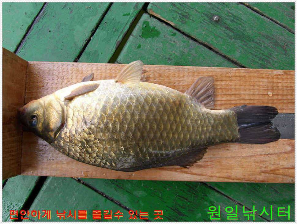 35Cm포함 다수 월척 (유료터정보 - 유료터점주조황)