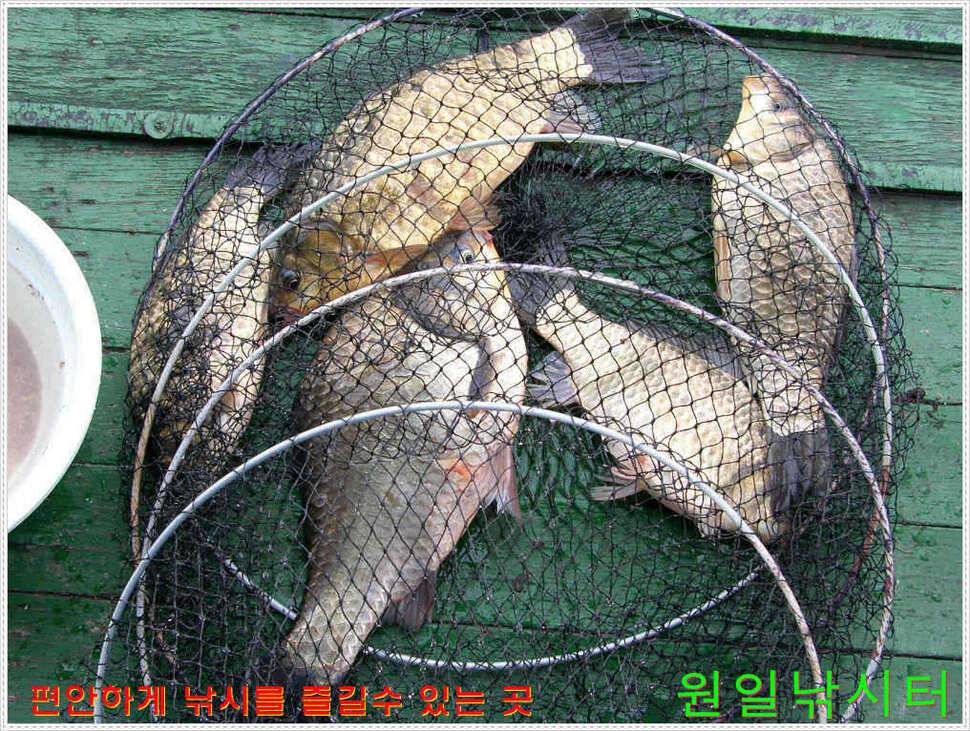 35Cm포함 다수 월척 (유료터정보 - 유료터점주조황)