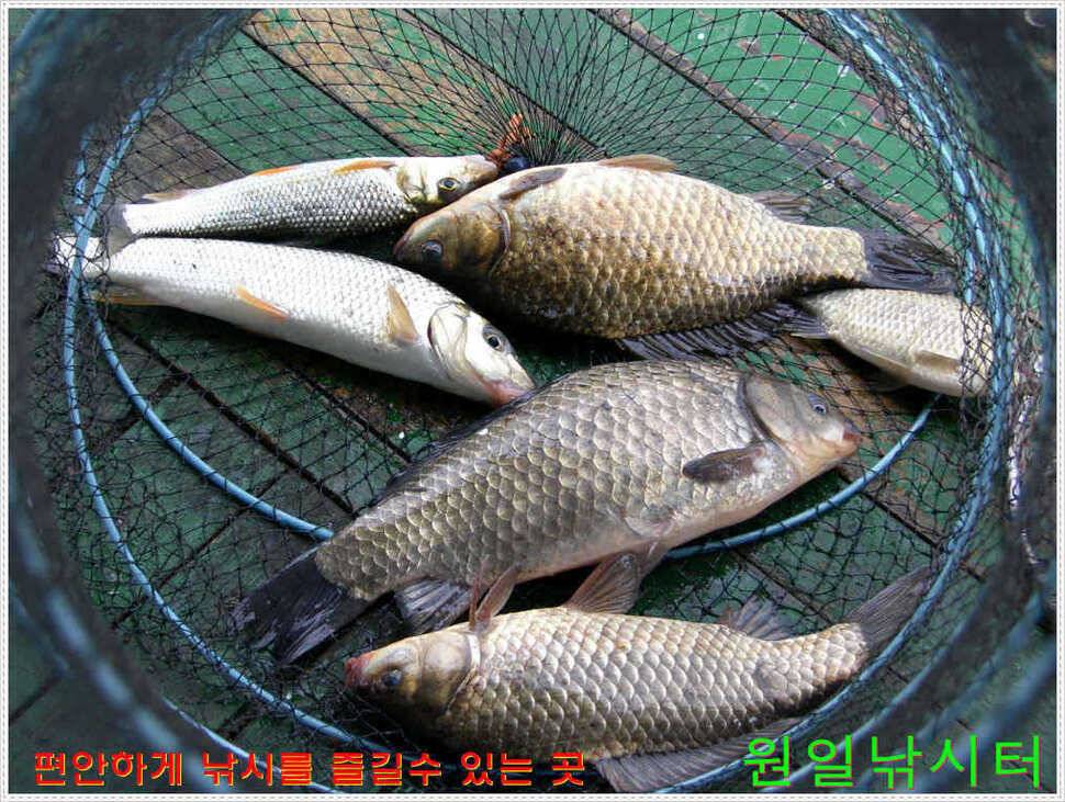 35Cm포함 다수 월척 (유료터정보 - 유료터점주조황)