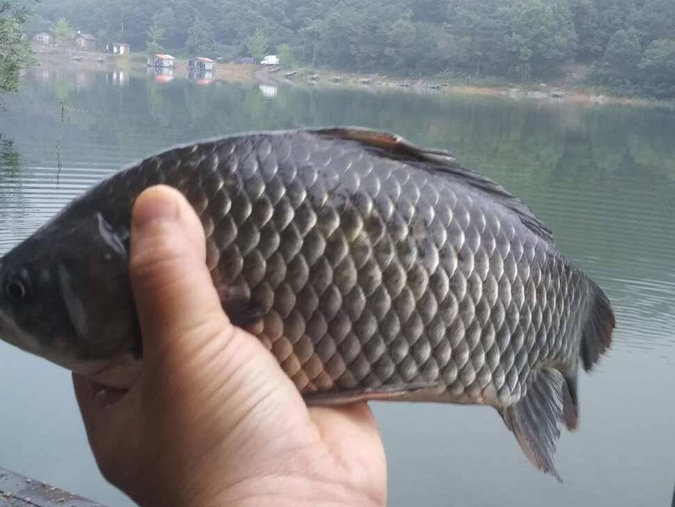 양평 수곡낚시터 붕어낚시 금요일 조황도 고르게 잘 나와주네요 오늘 붕어 방류 완료 (유료터정보 - 유료터점주조황)