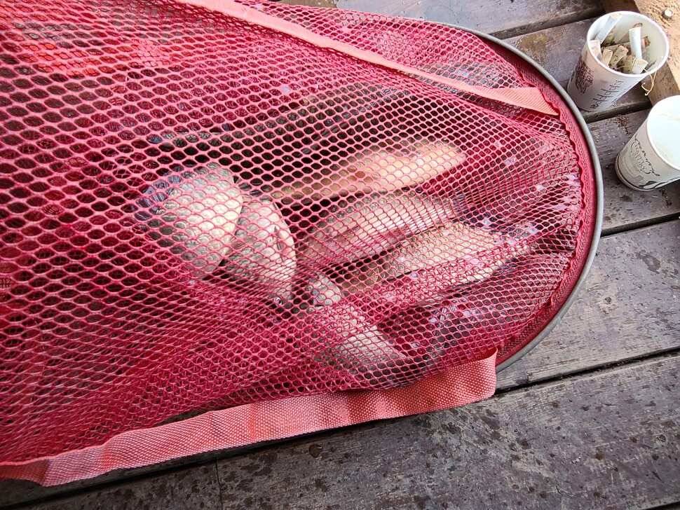 힐링 양평 수곡낚시터 주중주말 조황 및 붕어방류 안내 (유료터정보 - 유료터점주조황)