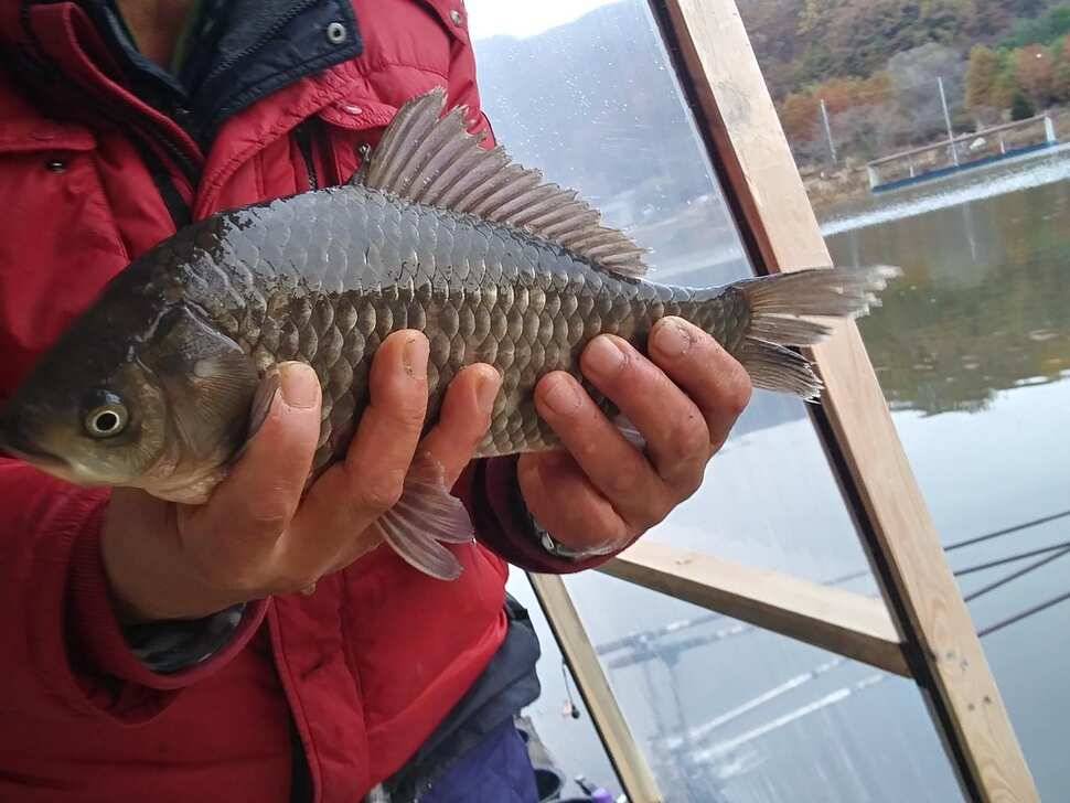 수곡낚시터 수상좌대 할인 행사 실시 자연산 토종붕어 방류 및 조황 안내 (유료터정보 - 유료터점주조황)