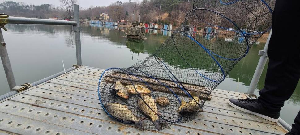 양평 힐링 수곡낚시터 둘째주 주말 조황 및 붕어 방류 (유료터정보 - 유료터점주조황)