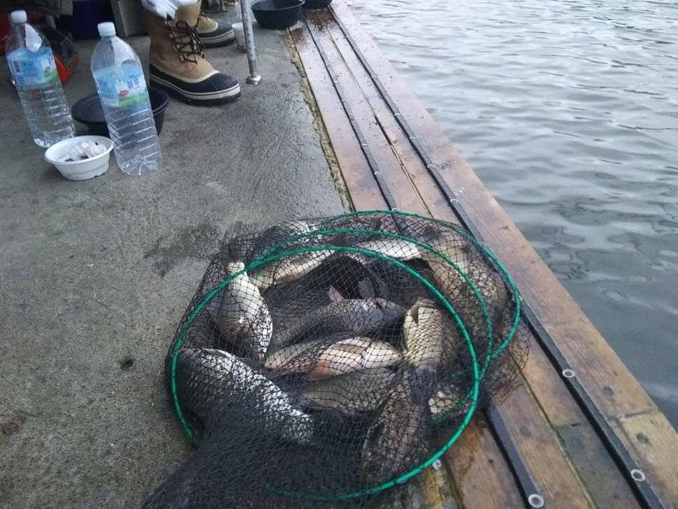 수곡낚시터 오늘도 자연산 토종붕어 방류 조황안내 및 노지잔교 비닐천막 설치 완료 (유료터정보 - 유료터점주조황)