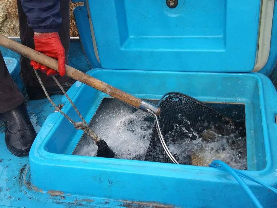 양평 수곡낚시터 자연산 토종붕어 방류 및 주말 조황 안내 (유료터정보 - 유료터점주조황)