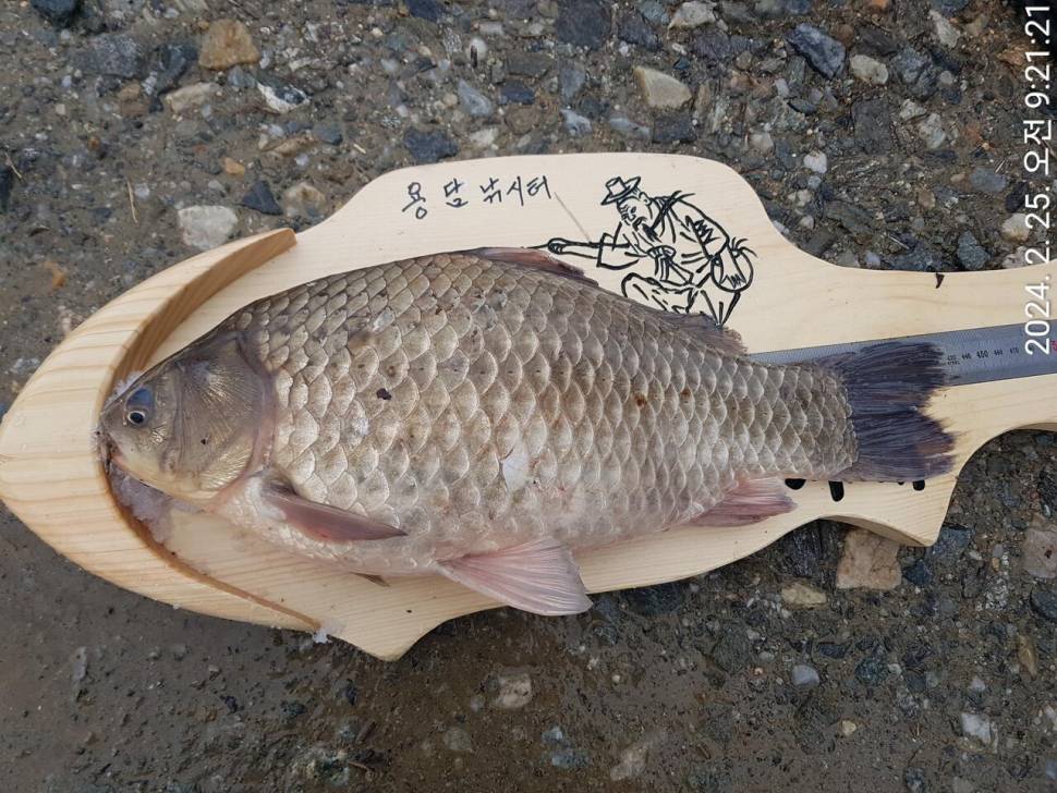 2024년 02월 마지막주 조황정보 4짜 연속 대행진중 (유료터정보 - 유료터점주조황)