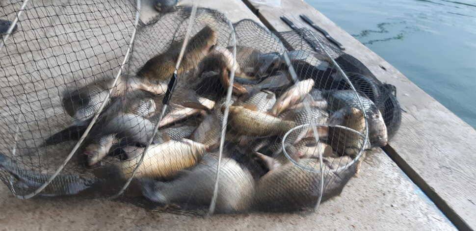 양평 수곡낚시터 9월28 오늘도 고르게 좋은 조황이 이어지고 있네요 오늘 붕어방류 완료하였습니다 (유료터정보 - 유료터점주조황)