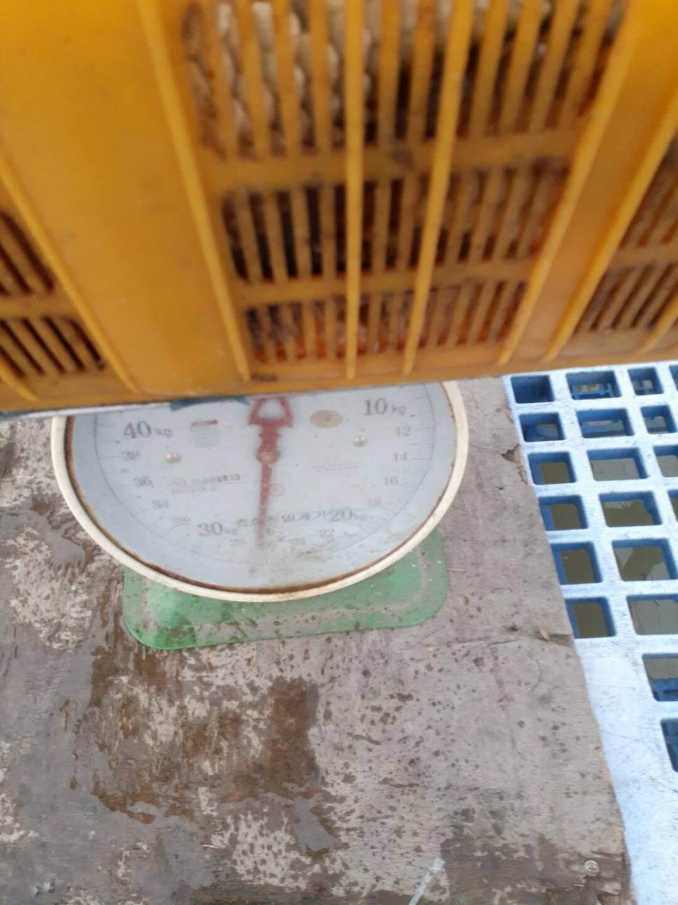 경주 동산낚시터붕어전용잡이터지난주 조황 (유료터정보 - 유료터점주조황)