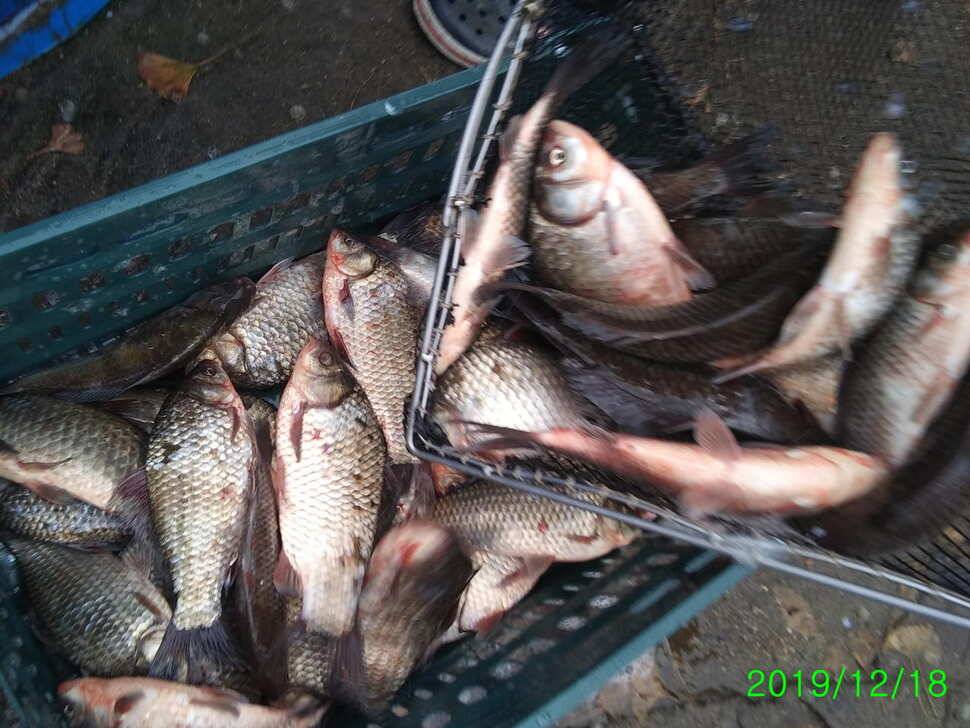 힐링 수곡낚시터 주중 붕어 조황 및 토종붕어 추가 방류 안내 (유료터정보 - 유료터점주조황)
