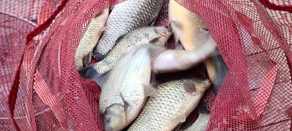 양평 힐링 수곡낚시터 월화 주초 호조황 포함 조과 금일 붕어방류 (유료터정보 - 유료터점주조황)