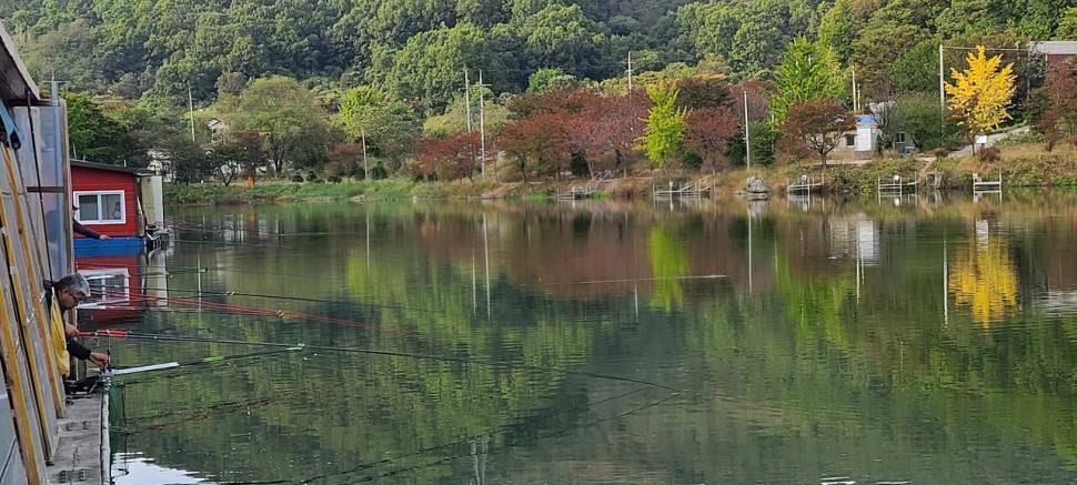 화수요일 양평 힐링 수곡낚시터 주중반 조황도 꾸준합니다 (유료터정보 - 유료터점주조황)