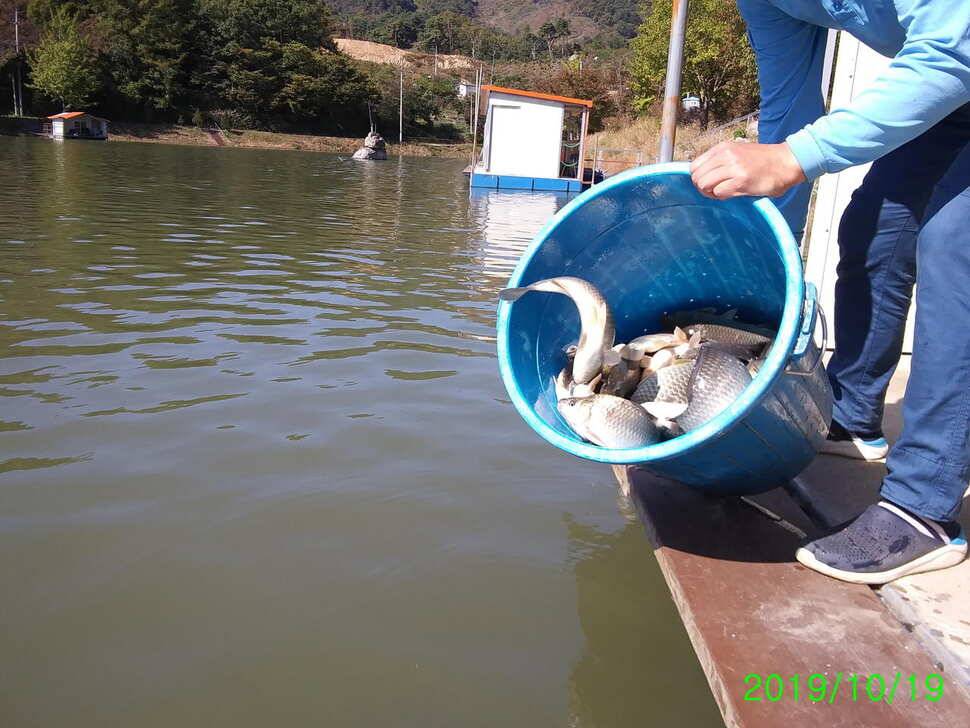 양평 수곡낚시터 주말 붕어방류 조황 소식 (유료터정보 - 유료터점주조황)