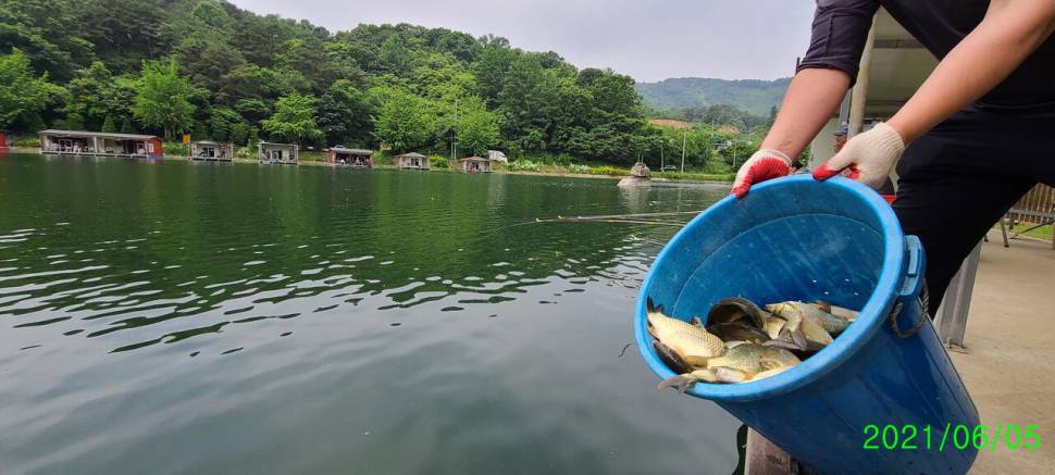 6월 첫주말 금 토요일 수곡낚시터 조황 및 붕어 방류 안내 (유료터정보 - 유료터점주조황)