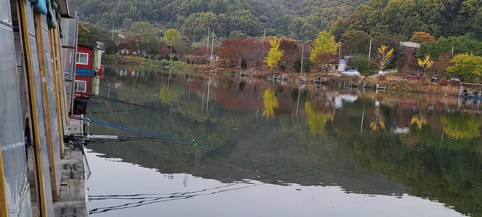 가을 힐링 수곡낚시터 목금 주후반 조황 및 붕어 방류 (유료터정보 - 유료터점주조황)