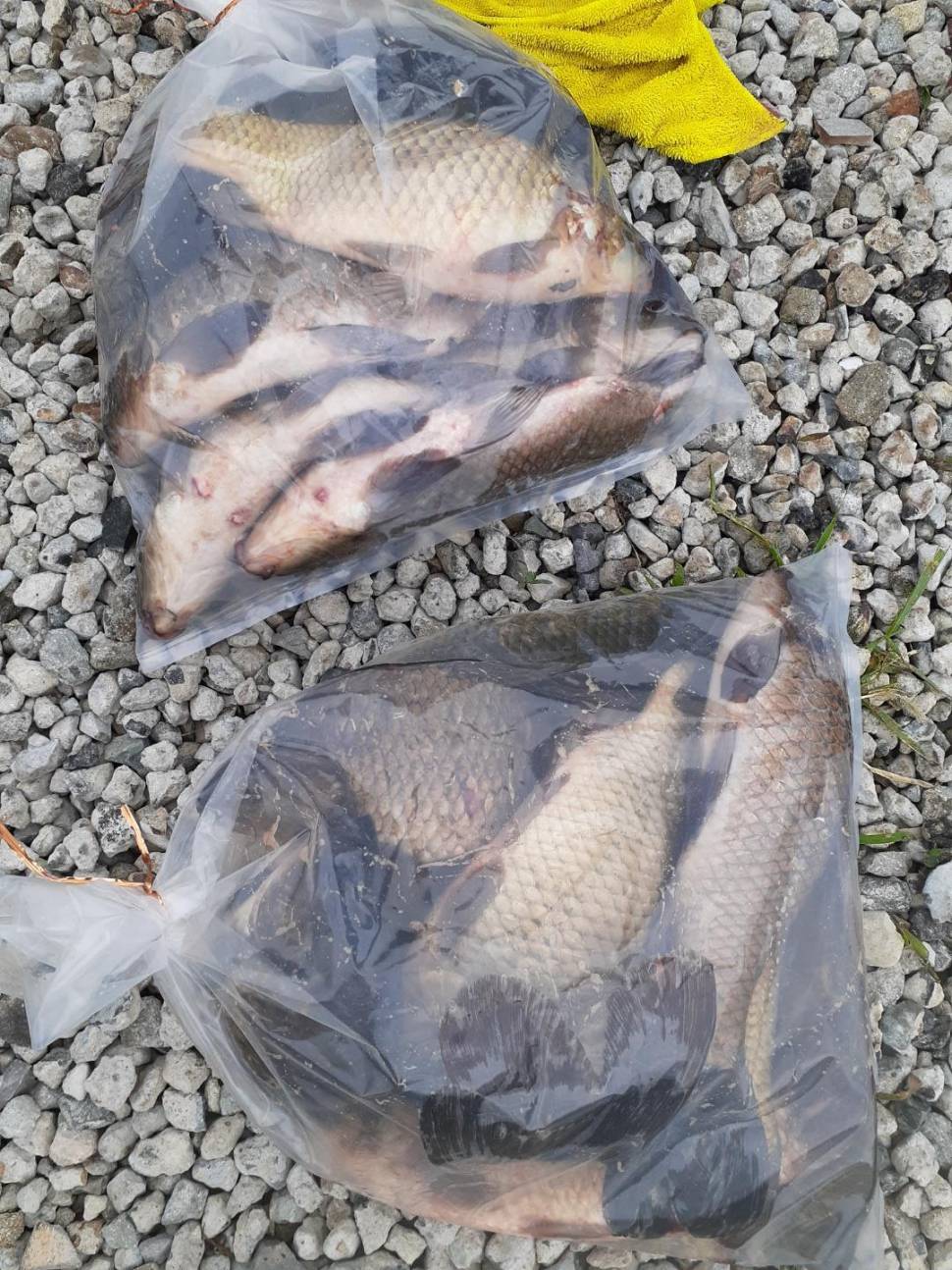 경주 동산낚시터붕어 전용잡이터 지난주 조황 (유료터정보 - 유료터점주조황)
