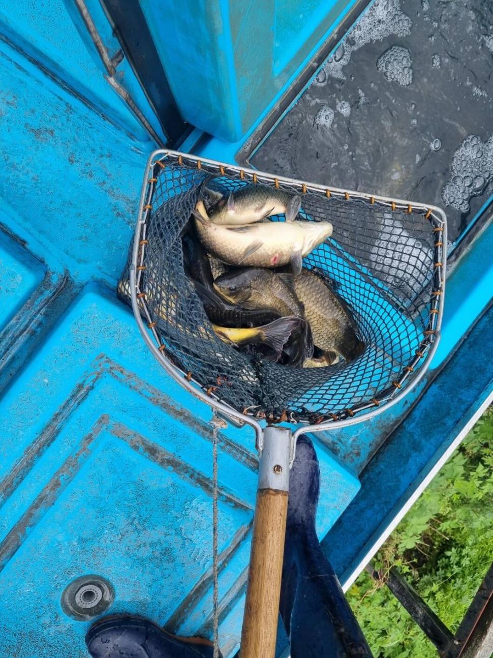 충북 괴산 오가리낚시터 8월 25일 정기 붕어 입어모습입니다 (유료터정보 - 유료터점주조황)