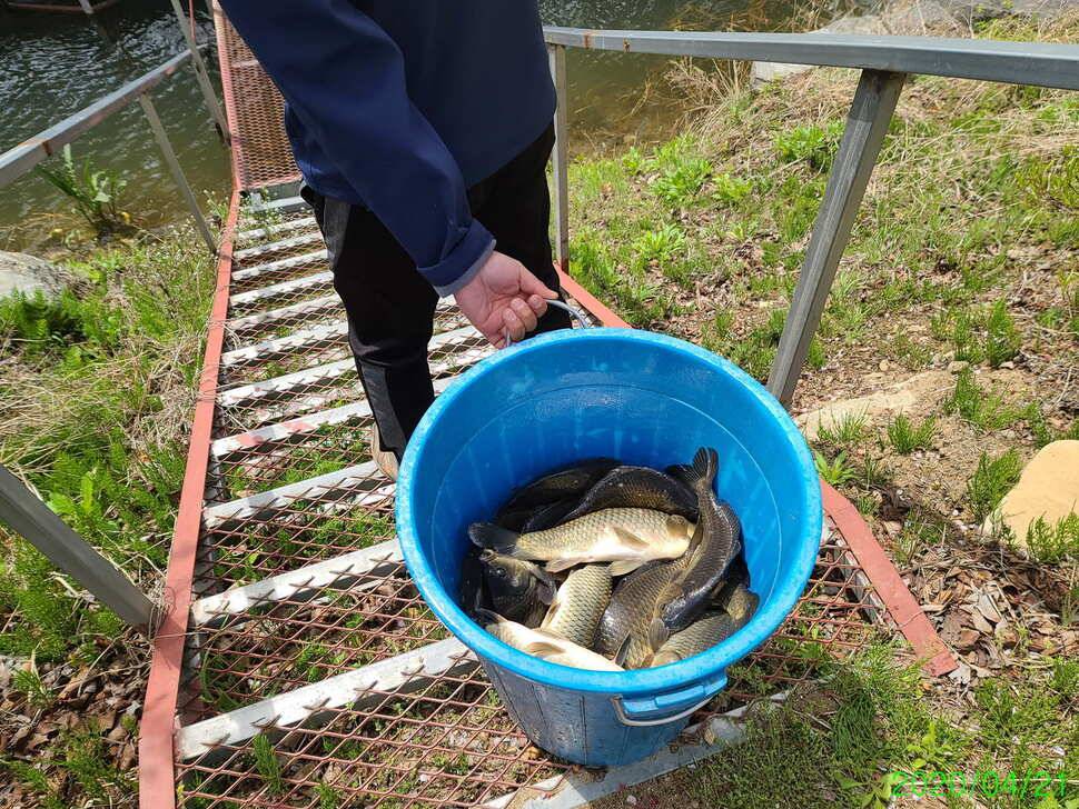 힐링 양평 수곡낚시터 4월 넷째주 주초 좋은 조황 및 붕어 방류 안내 (유료터정보 - 유료터점주조황)