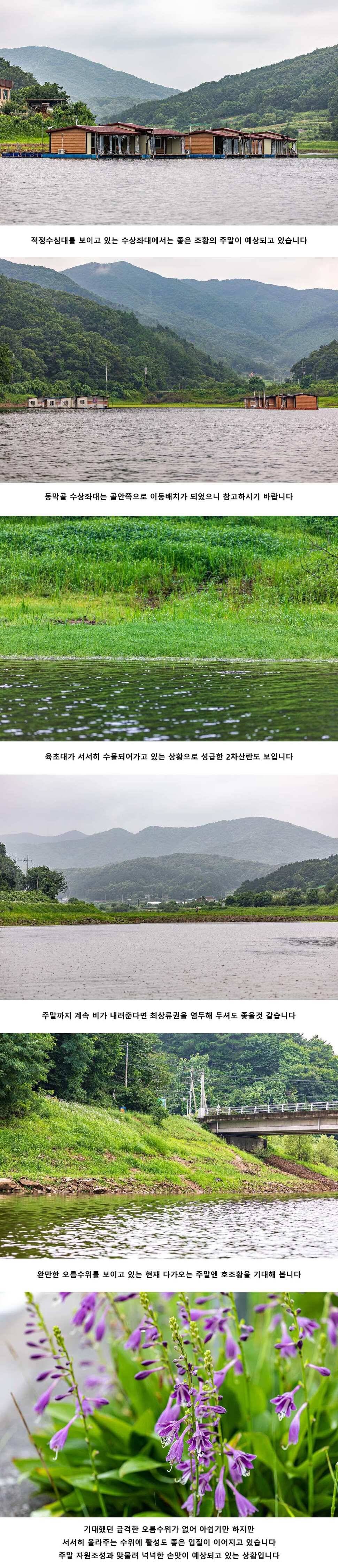 안성 두메낚시터 7월 26일 조황정보 (유료터정보 - 유료터점주조황)