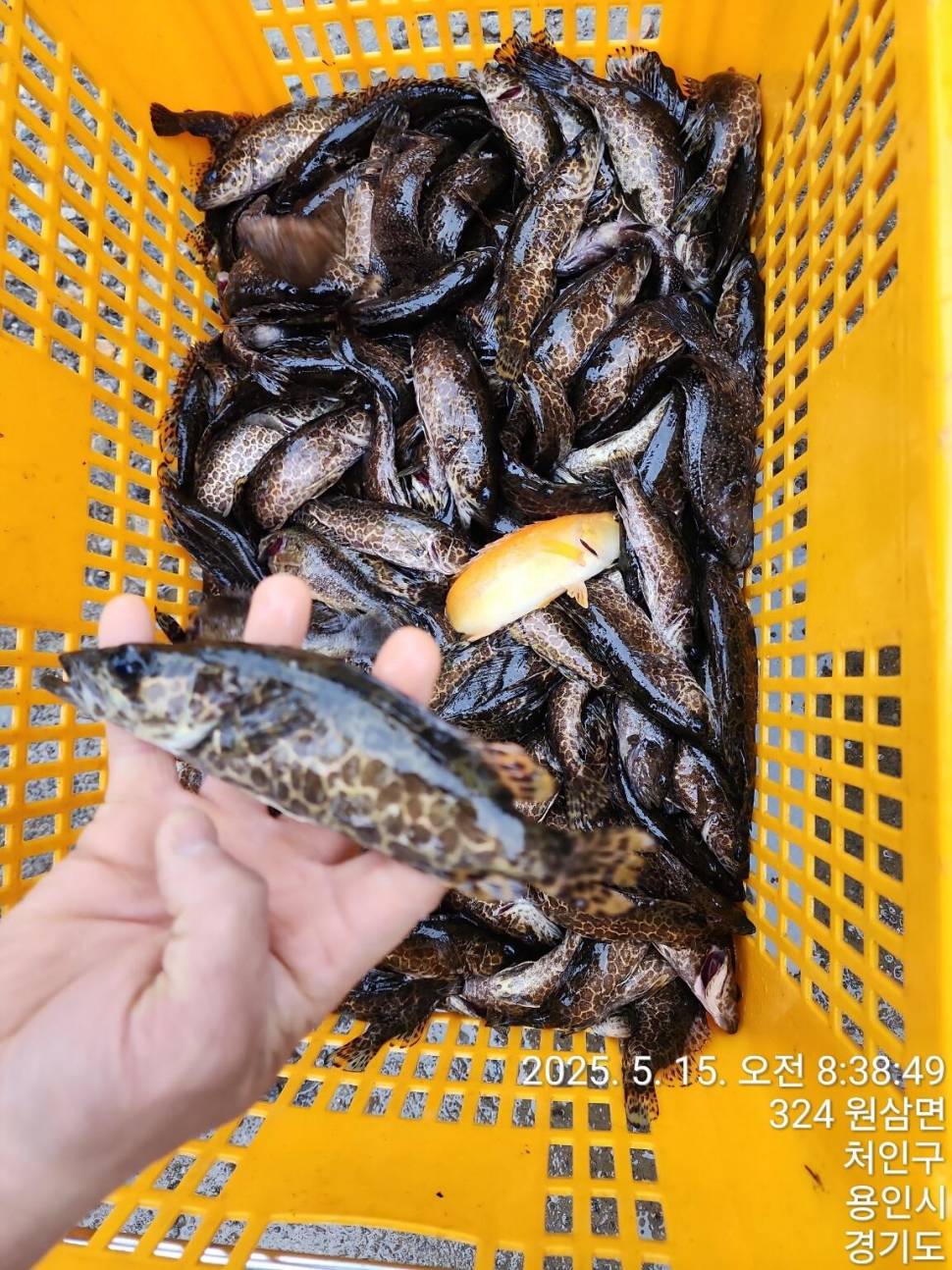용담낚시터사암지 5월 둘째주 조황정보 (유료터정보 - 유료터점주조황)