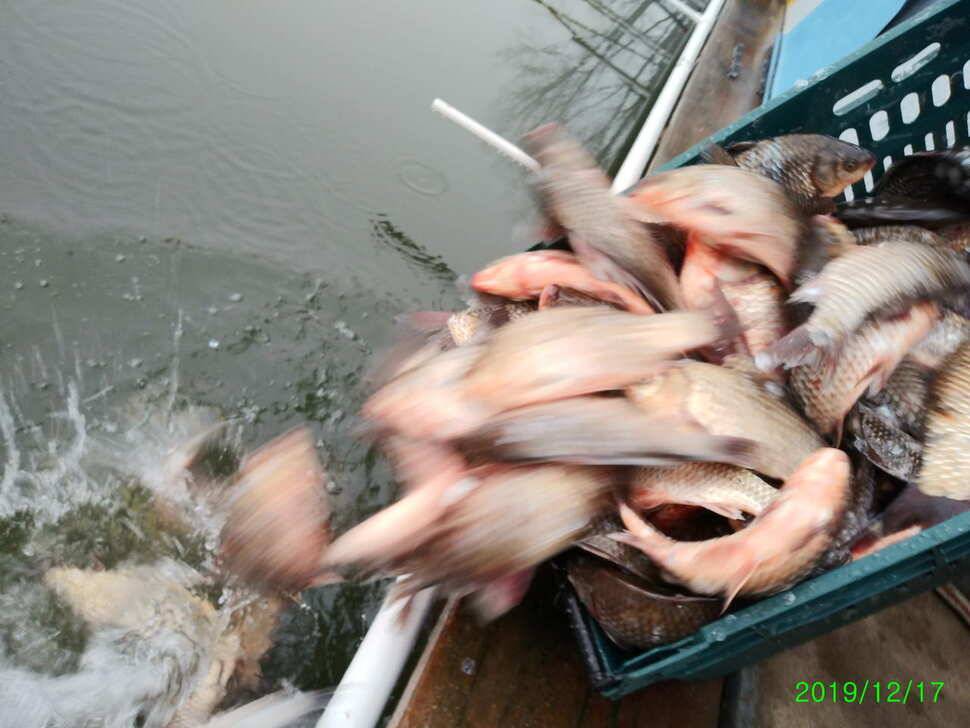 수곡낚시터 토종붕어 대량 방류 완료 및 붕어 조황도 좀더 좋아지네요 (유료터정보 - 유료터점주조황)