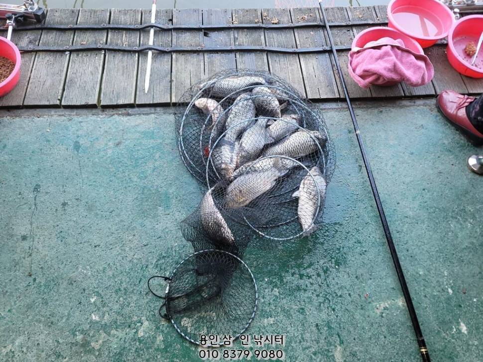 가깝고 물 좋고 경치 좋은 곳용인삼인낚시터 (유료터정보 - 유료터점주조황)