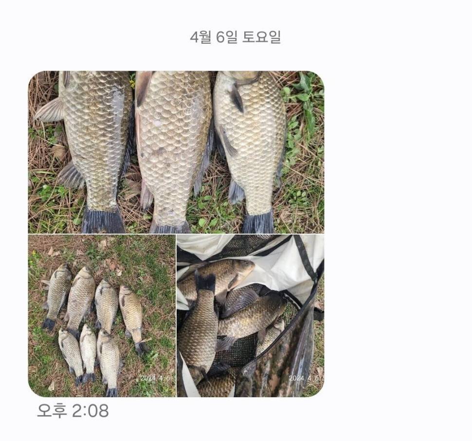 2024년 04월 둘째주 조황정보 용담낚시터사암지 이번주 4짜 1마리 (유료터정보 - 유료터점주조황)