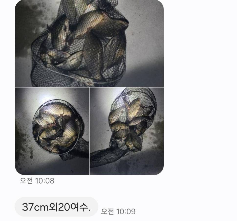 2024년 8월 첫째주 조황정보 용담낚시터사암지4짜 5마리 (유료터정보 - 유료터점주조황)