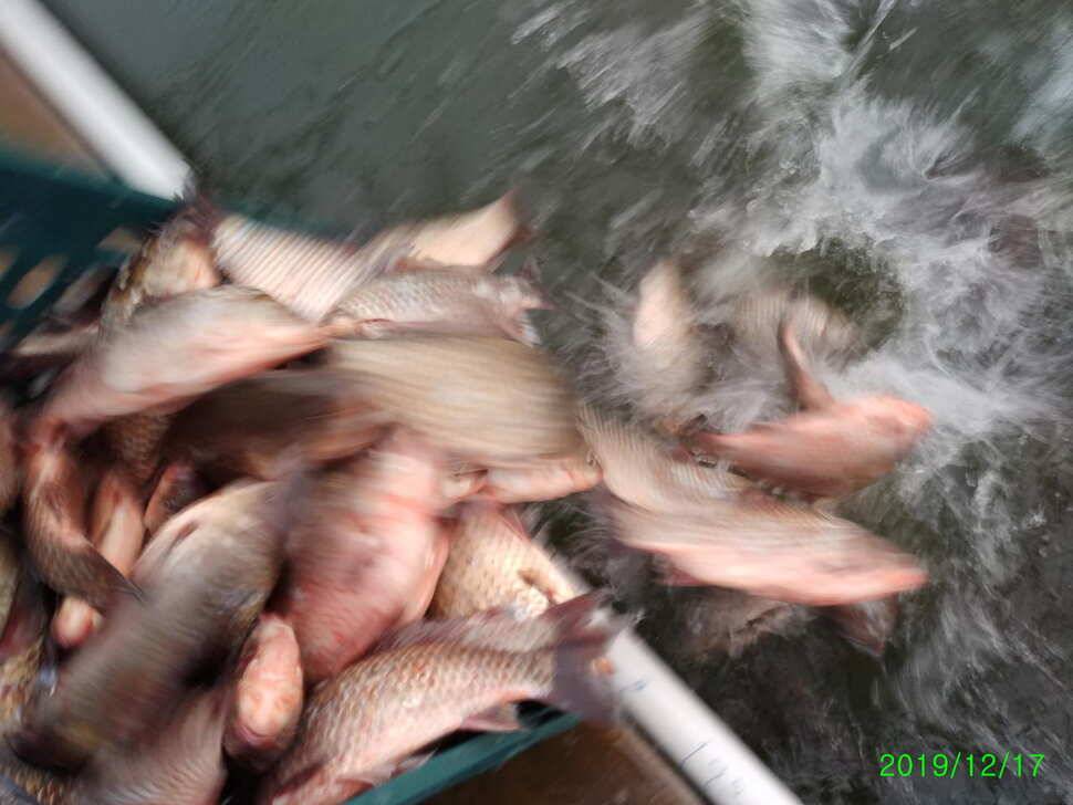 수곡낚시터 토종붕어 대량 방류 완료 및 붕어 조황도 좀더 좋아지네요 (유료터정보 - 유료터점주조황)