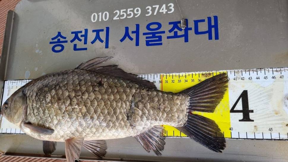 송전지서울좌대5월2일조황 (유료터정보 - 유료터점주조황)
