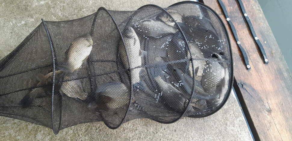 힐링 수곡낚시터 호조황이 큰편차없이 어제와 오늘도 이어지고 있습니다 (유료터정보 - 유료터점주조황)