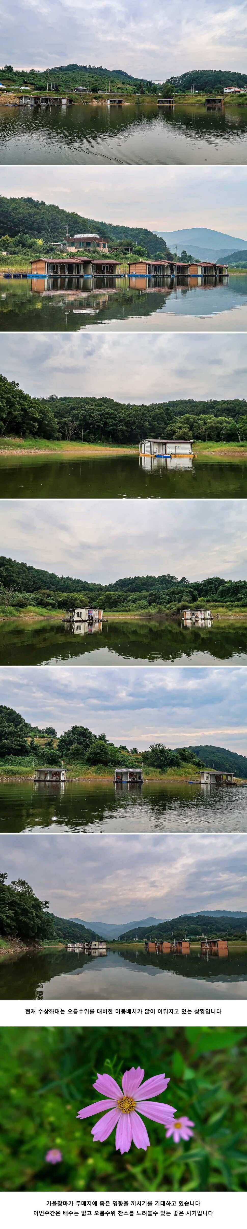 안성 두메낚시터 9월 3일 조황정보 (유료터정보 - 유료터점주조황)