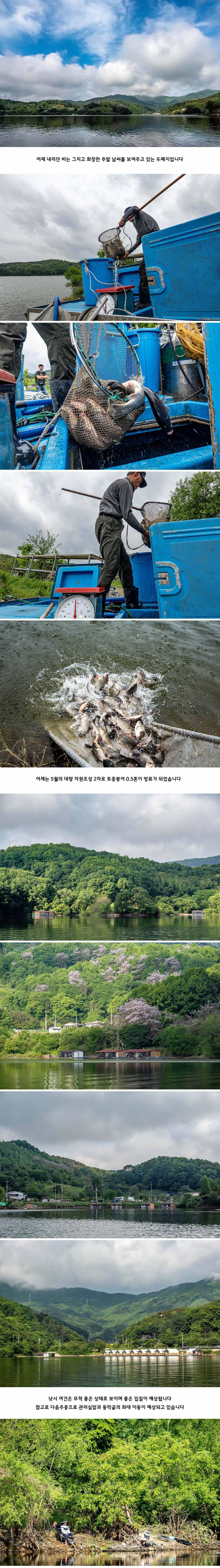 안성 두메낚시터 5월 197일 조황정보 (유료터정보 - 유료터점주조황)