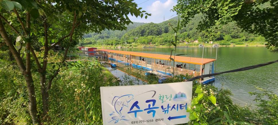 노지낚시 좌대낚시 붕어낚시 수곡낚시터 화요일 조황 붕어방류 완료 (유료터정보 - 유료터점주조황)