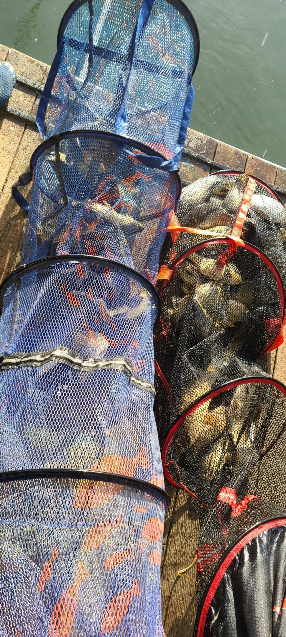 주중반 힐링 수곡낚시터 수목 고른편 조황이며 오늘 붕어방류합니다 (유료터정보 - 유료터점주조황)