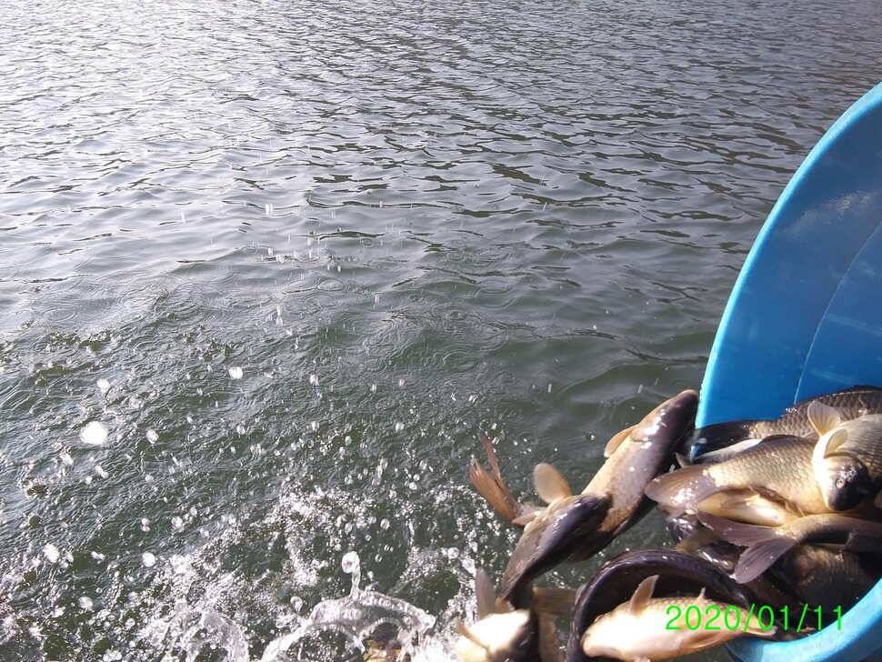 겨울물낚시 양평 수곡낚시터 주말 조황 및 붕어방류 소식 (유료터정보 - 유료터점주조황)