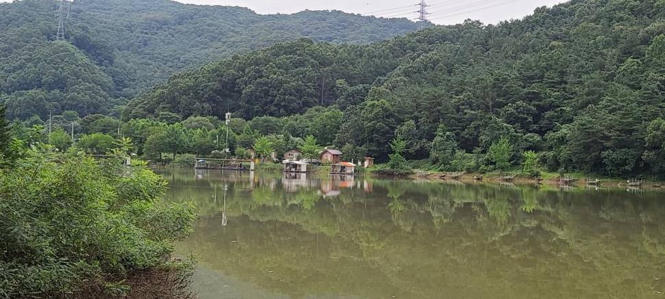 힐링 여름휴가 붕어낚시 수곡낚시터 주중조황 붕어 방류안내 (유료터정보 - 유료터점주조황)
