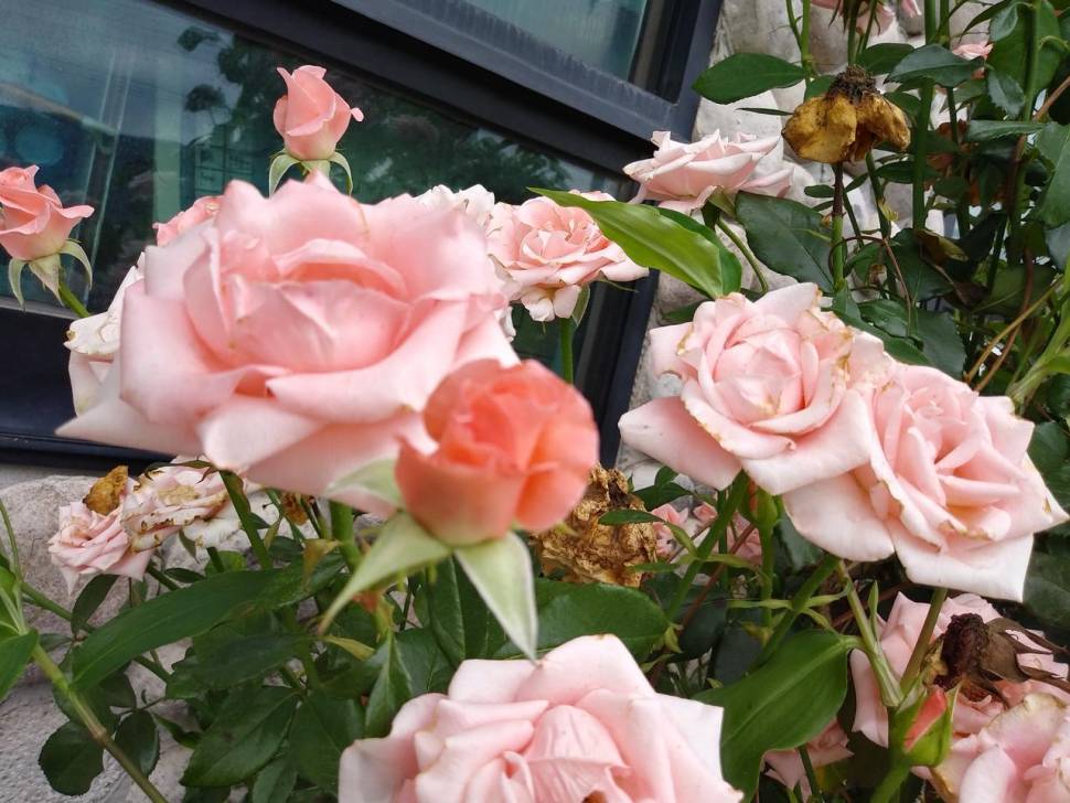 아산 안골지 조황정보 입니다 (유료터정보 - 유료터점주조황)