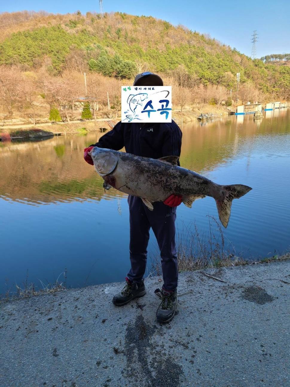 멋진풍광속 힐링 수곡낚시터 월화 주초 조황 및 붕어 방류 안내 (유료터정보 - 유료터점주조황)