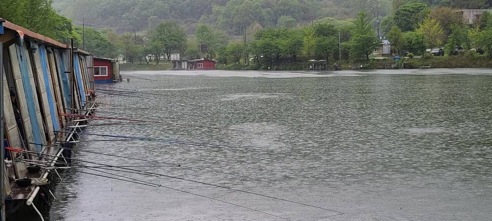마지막주 금토 양평 힐링 수곡낚시터 조황 및 붕어 방류 (유료터정보 - 유료터점주조황)