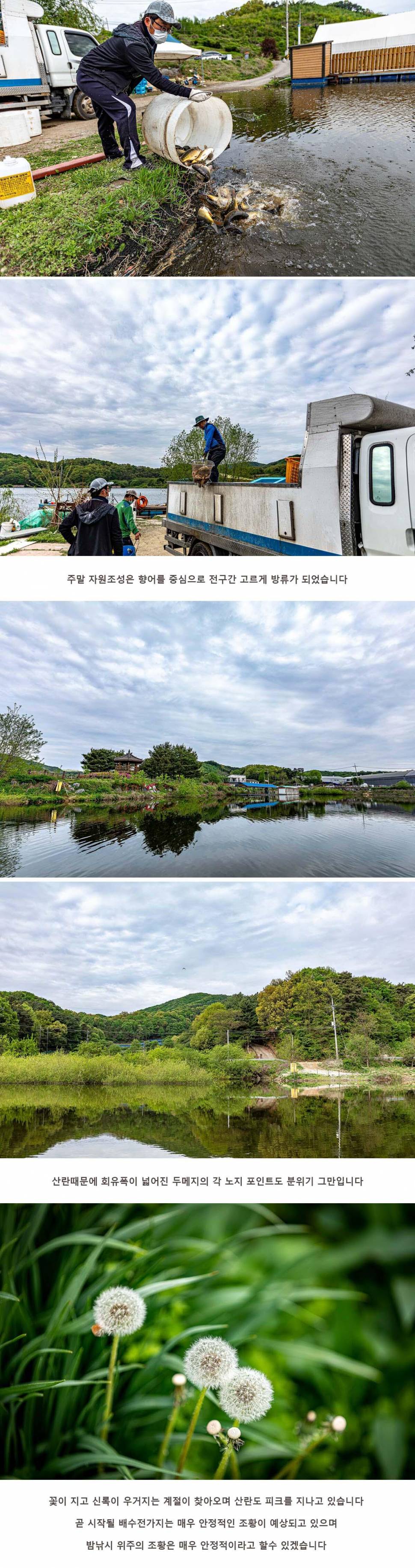안성 두메낚시터 4월 24일 조황정보 (유료터정보 - 유료터점주조황)