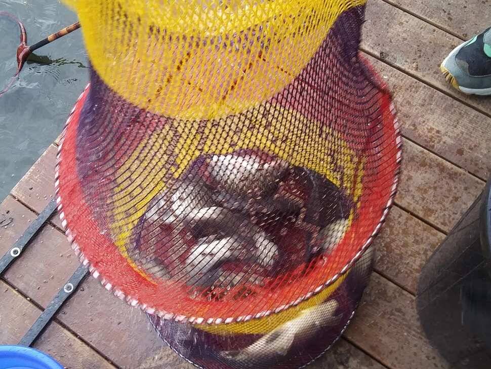 수곡낚시터 수상좌대 할인 행사 실시 자연산 토종붕어 방류 및 조황 안내 (유료터정보 - 유료터점주조황)