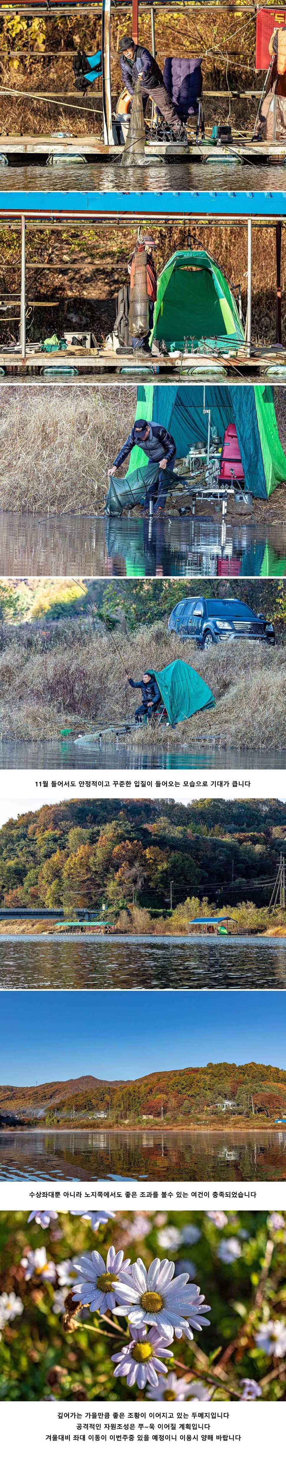 안성 두메낚시터 11월 4일 조황정보 (유료터정보 - 유료터점주조황)