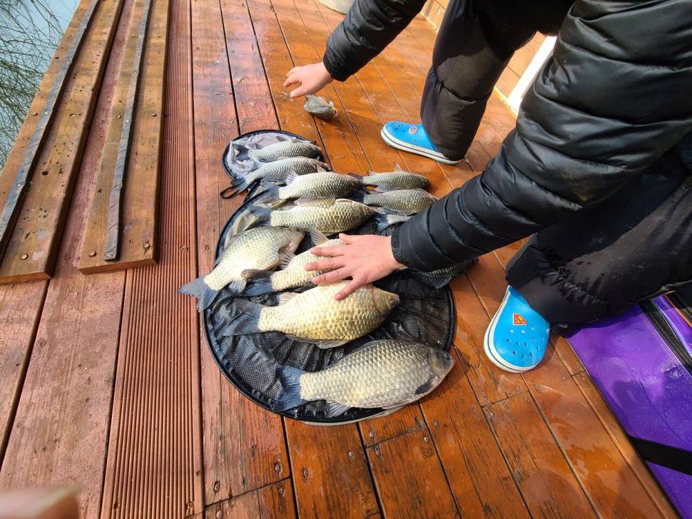 허리급 와 마릿수 붕어 보이고 있네요 (유료터정보 - 유료터점주조황)