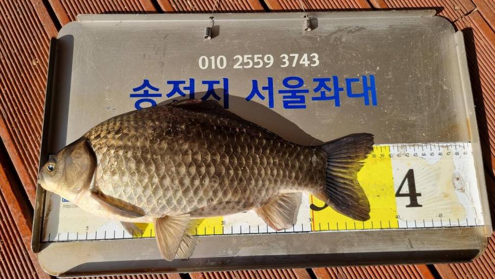 송전지서울좌대4월10일조황 (유료터정보 - 유료터점주조황)