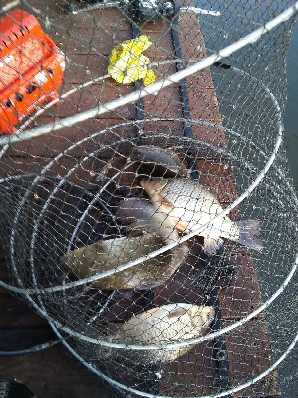 수곡낚시터 주중에 붕어조황이 다시 회복되네요 오늘 붕어 방류 완료했습니다 (유료터정보 - 유료터점주조황)