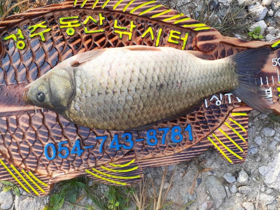 경주 동산낚시터붕어전용잡이터지난주 조황 (유료터정보 - 유료터점주조황)
