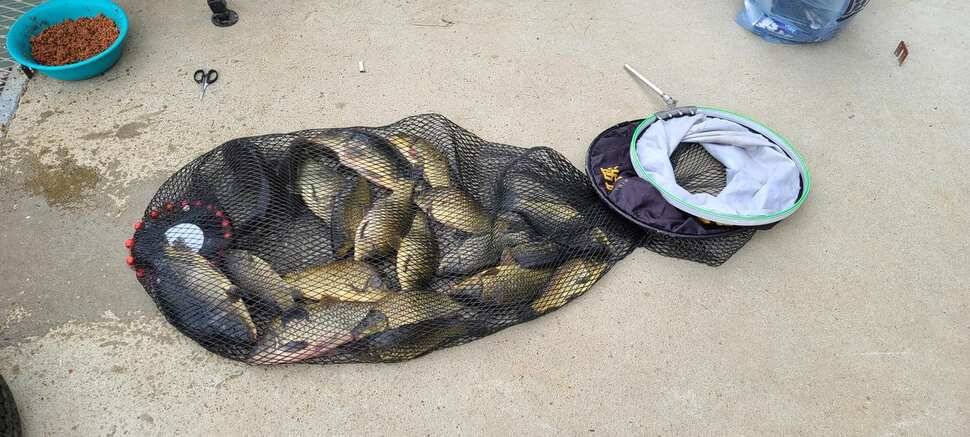 공주 고성낚시터 입니다 (유료터정보 - 유료터점주조황)