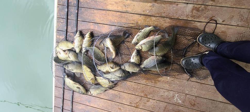 어제 맛남의광장 양평 편 수곡낚시터 목요일 조황도 고르게 나와줍니다 (유료터정보 - 유료터점주조황)