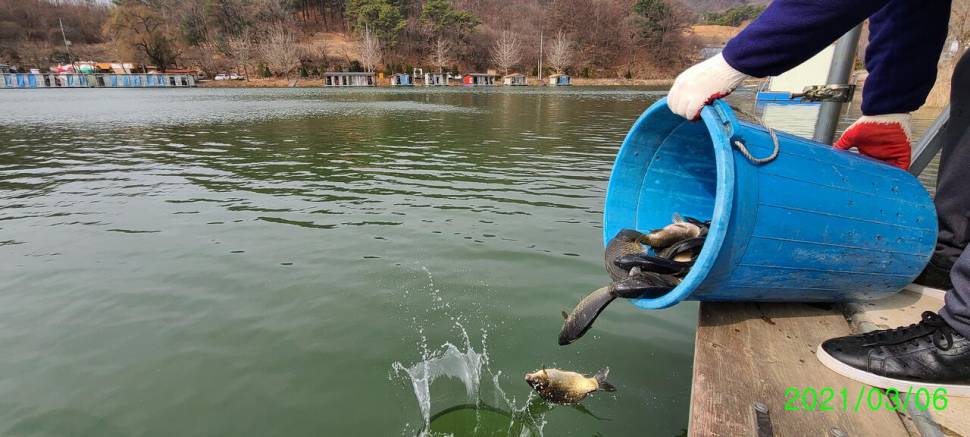 힐링 수곡낚시터 3월첫주말 조황 및 붕어방류 안내 (유료터정보 - 유료터점주조황)